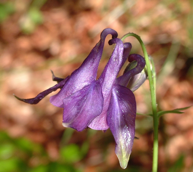 Aquilegia vulgaris / Aquilegia comune